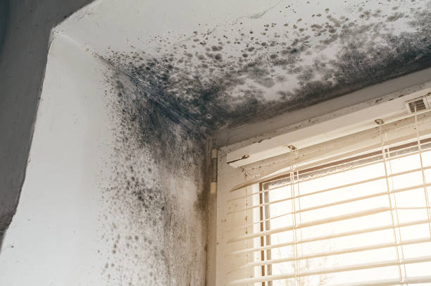Affordable Attic Mold Remediation solutions in Waverly, VA